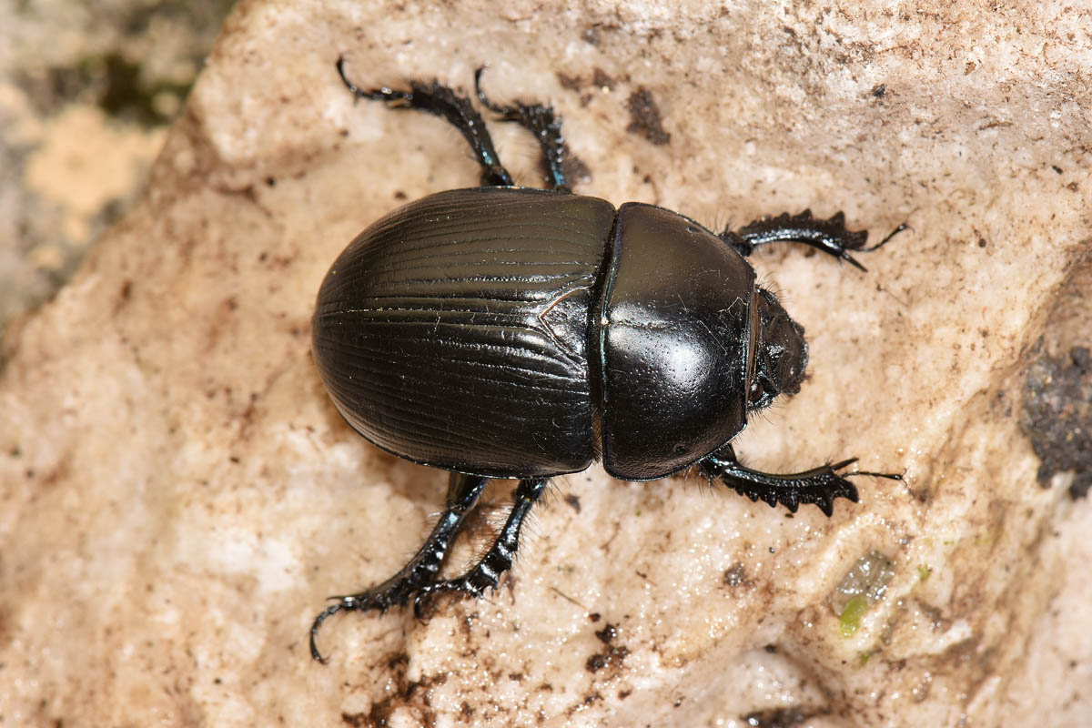 Geotrupidae: Anoplotrupes stercorosus? No, Geotrupes spiniger (cfr.)